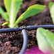Planten irrigatie set Hozelock 2802